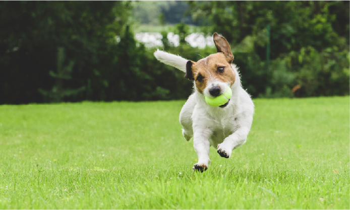 dog run
