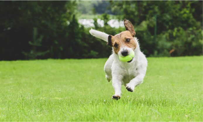 dog run